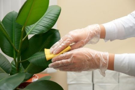 Cleaning Ficus leaves