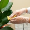 Cleaning Ficus leaves
