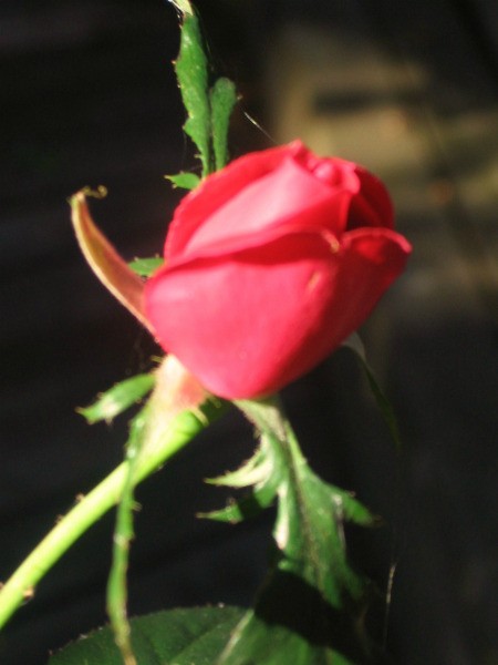 A red rosebud that grew in October.