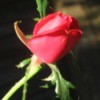 A red rosebud that grew in October.