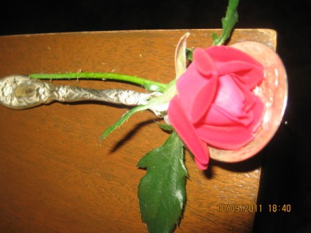 A red rosebud in a large spoon