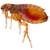 Getting Rid of Fleas in Bedding. Upclose photo of a flea.