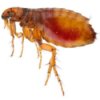 Getting Rid of Fleas in Bedding. Upclose photo of a flea.