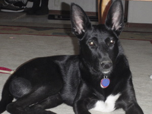 Black dog with a white chest and huge stand up ears.