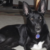 Black dog with a white chest and huge stand up ears.