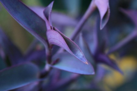 Purple Plant Blooming