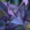 Purple Plant Blooming