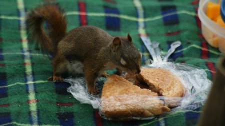 Squirrel on Picnic Blanket Eat Peanut Butter and Jelly Sandwich