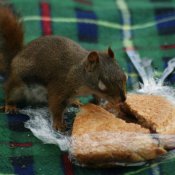 Squirrel on Picnic Blanket Eat Peanut Butter and Jelly Sandwich