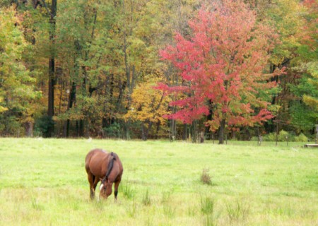 Horse Grazing with Fall Trees in Background