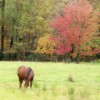 Horse Grazing with Fall Trees in Background
