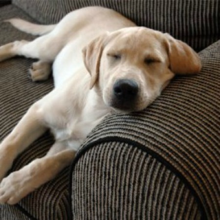 Dog sleeping on a couch.