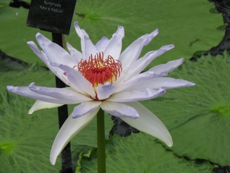 White Lily Bloom in Pond