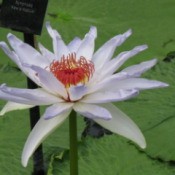 White Lily Bloom in Pond