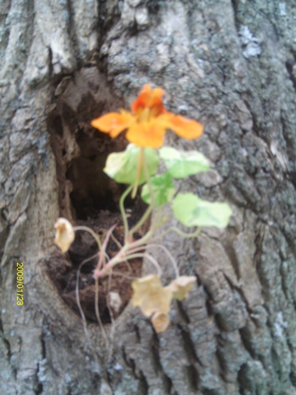 Nastursium growing out of hollow tree.