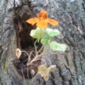 Nastursium growing out of hollow tree.