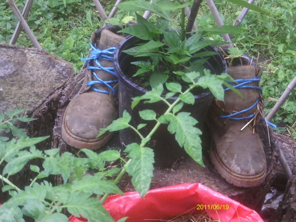 Cucumber plant growing in an old pair of boots.