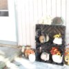 Decorative snails on plastic crates along with fall colored silk flowers.