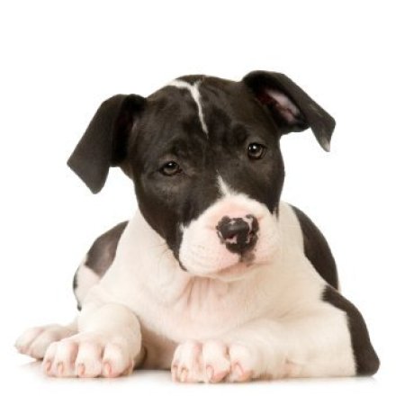 black and white pit puppy