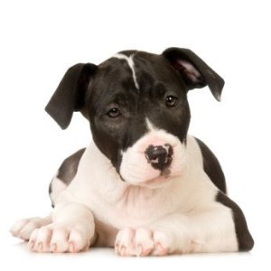 pitbull puppies american training bite bull pitbulls terrier puppy staffordshire pit dog thriftyfun biting mix stop tips dogs