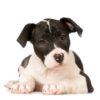Black and white Pitbull puppy.