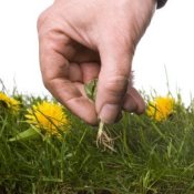 Hand picking weeds
