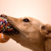 Dog Pulling on Rope and Tennis Ball Toy