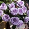 Bunch of purple roses