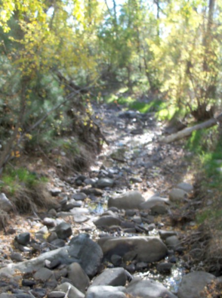Stream in White Mountain Wilderness