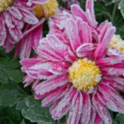 Pink flowers covered in frost.