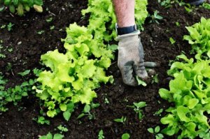 Weeding the Lettuce Patch