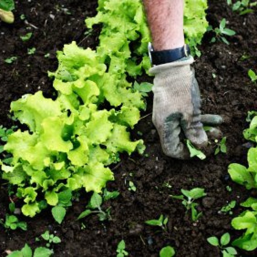 Controlling Weeds In Your Garden | ThriftyFun