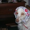 Dog with scarf on her head.
