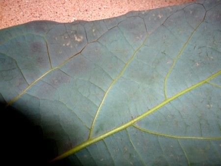 Back side of leaf with tan spots.