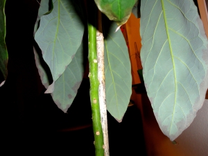 An avocado plant with dying leaves.