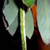 An avocado plant with dying leaves.