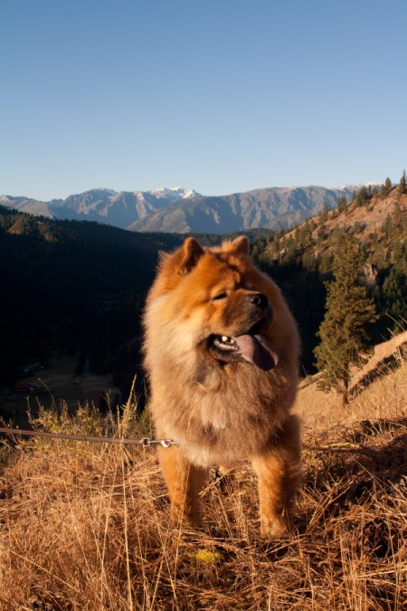 Honey the Dog at the Top of a Large Hill