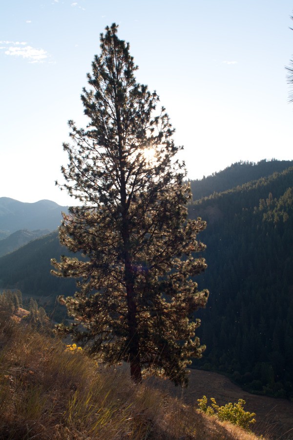 Sun Rising Behind Pine Tree