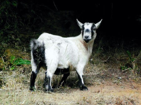 White Pygmy Goat