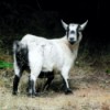 White Pygmy Goat