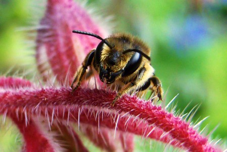 Closeup of Bee on Red Flower