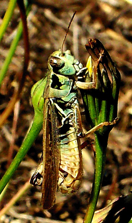 Grasshopper Eating