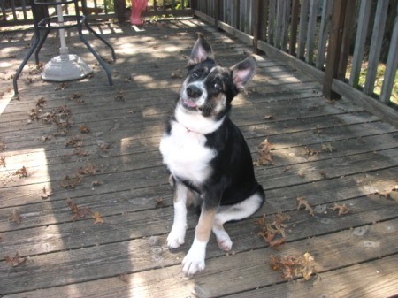 Tri-colored dog sitting on a deck looking up at camera.