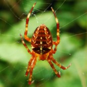 Close up of Spider on Web