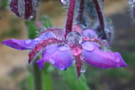 Purple Borage Flower