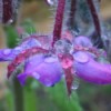 Purple Borage Flower
