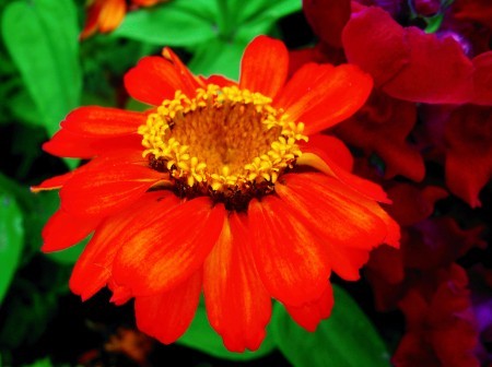 A large bright orange flower.