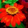 A large bright orange flower.