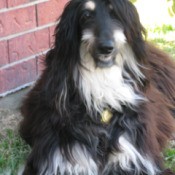 Kahlua Sitting by Brick Wall