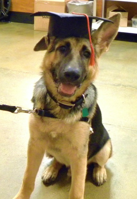 A German Shepard with a graduation cap after completing obedience school.